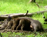 Schwarzwild-Oberrabenstein