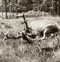 1980 Wildgatter Rotwild k.