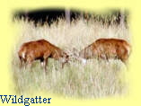 Wildgatter