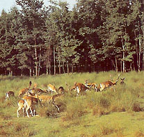 Wildgatter Oberrabenstein