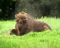 Wildgatter Oberrabenstein